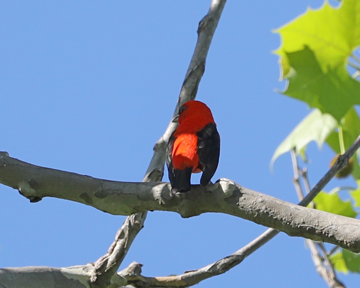 Scarlet Tanager - Susan Burkhart