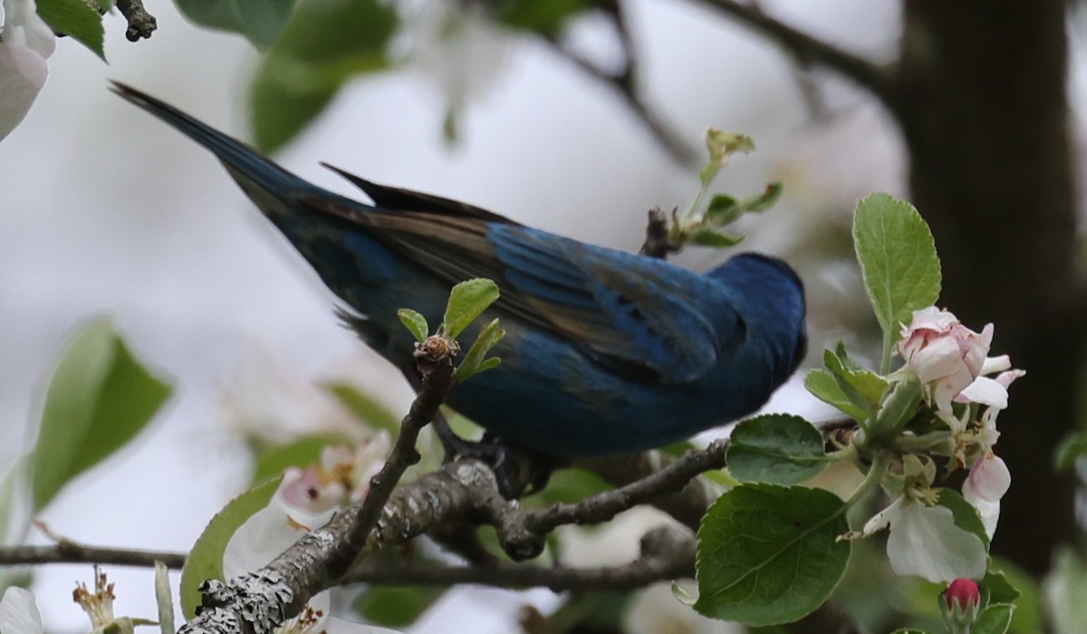 Indigo Bunting - ML619055388