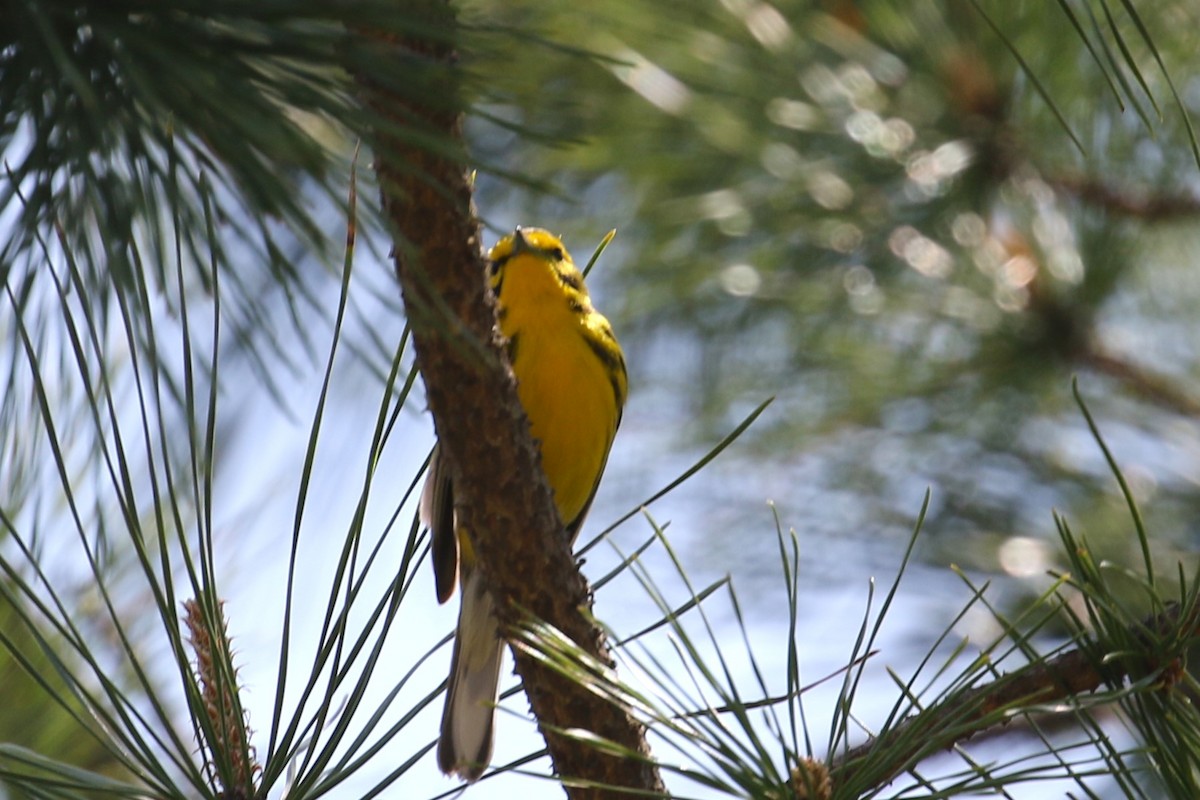 Prairie Warbler - Ethan Ring