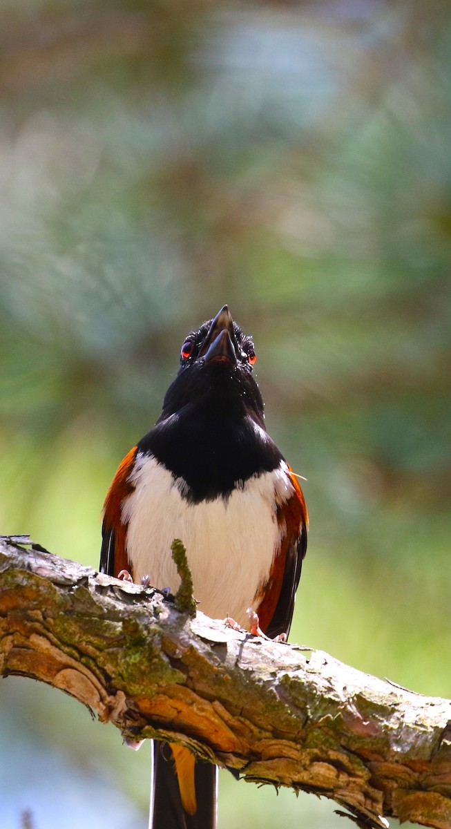 Eastern Towhee - ML619055421