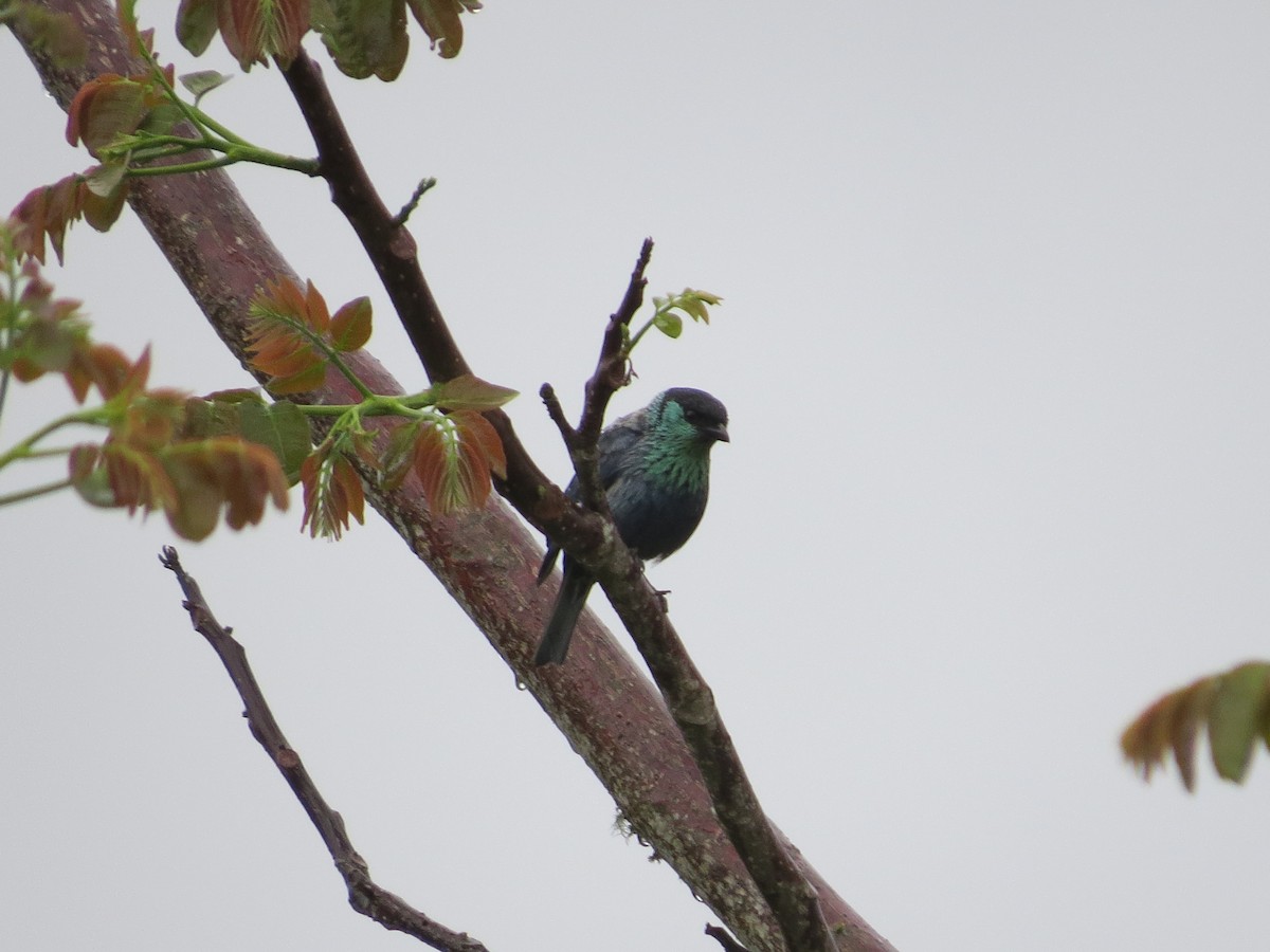 Black-capped Tanager - Laura Victoria Márquez