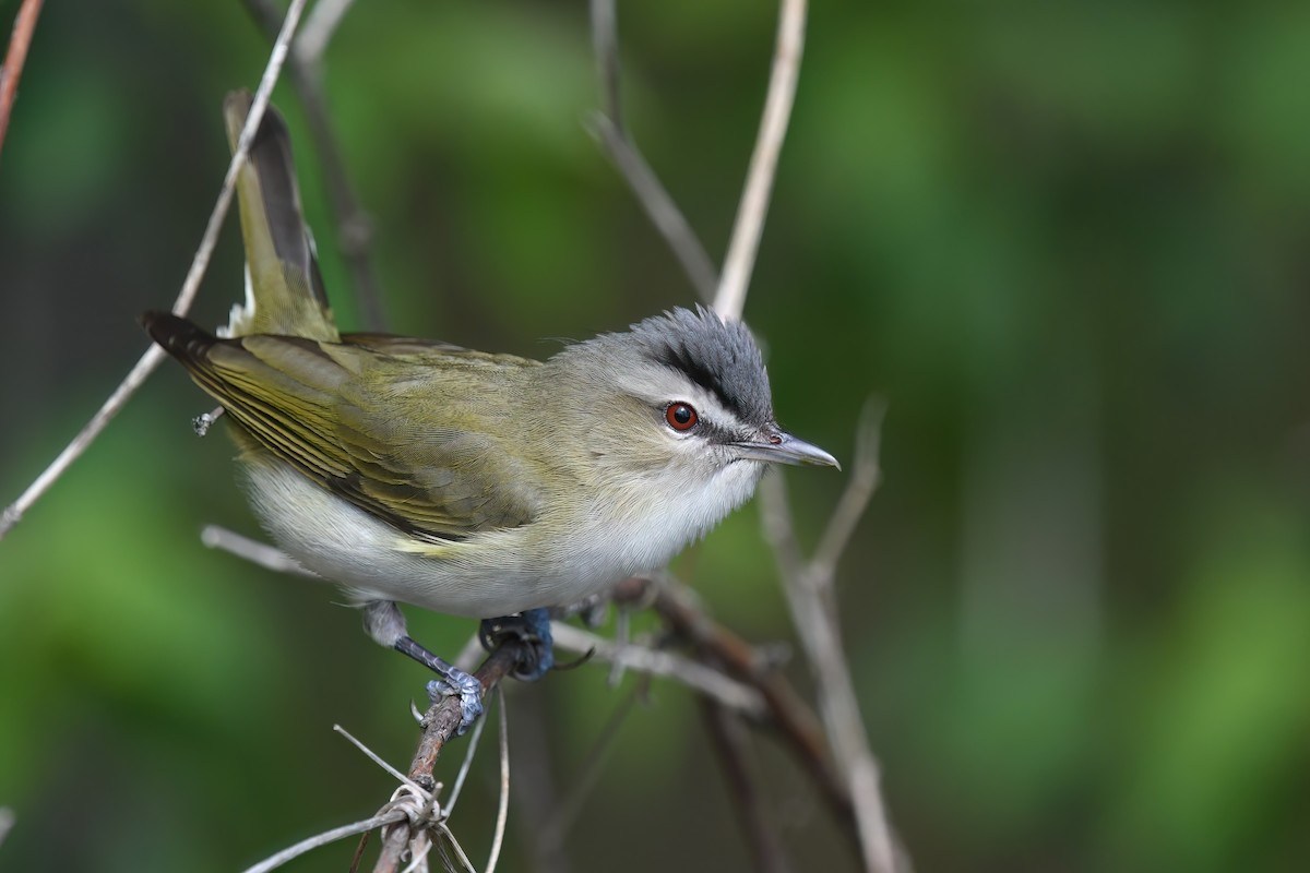 Red-eyed Vireo - Ed Poropat