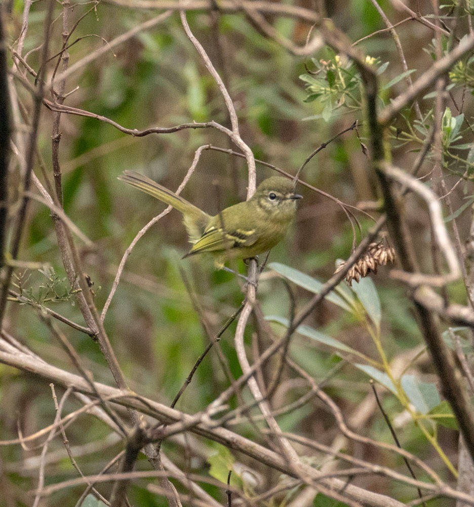 Mottle-cheeked Tyrannulet - Miguel Angelo Biz