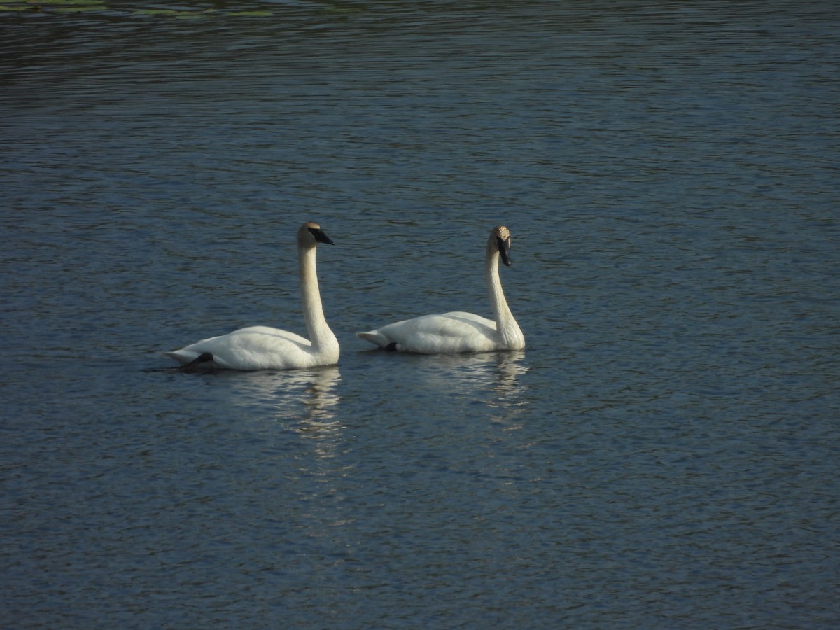 Trumpeter Swan - ML619055466