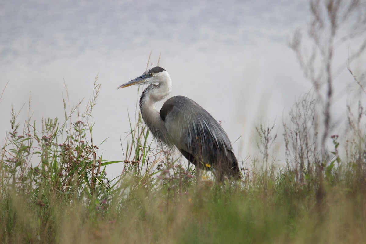 Great Blue Heron - ML619055472