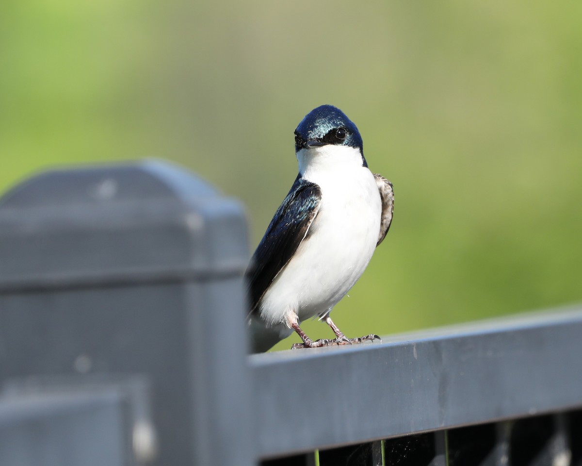 Tree Swallow - ML619055486