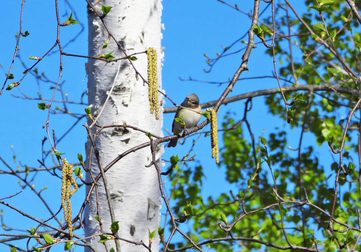 Warbling Vireo - Benoît Turgeon