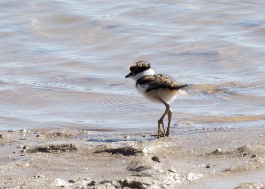 Killdeer - ML619055500