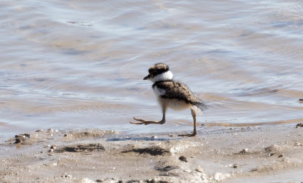 Killdeer - ML619055502