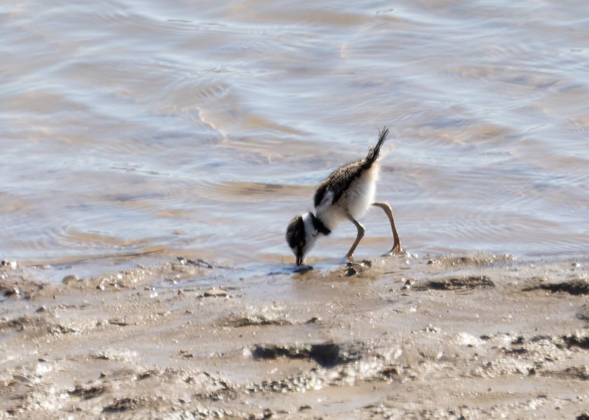 Killdeer - ML619055510