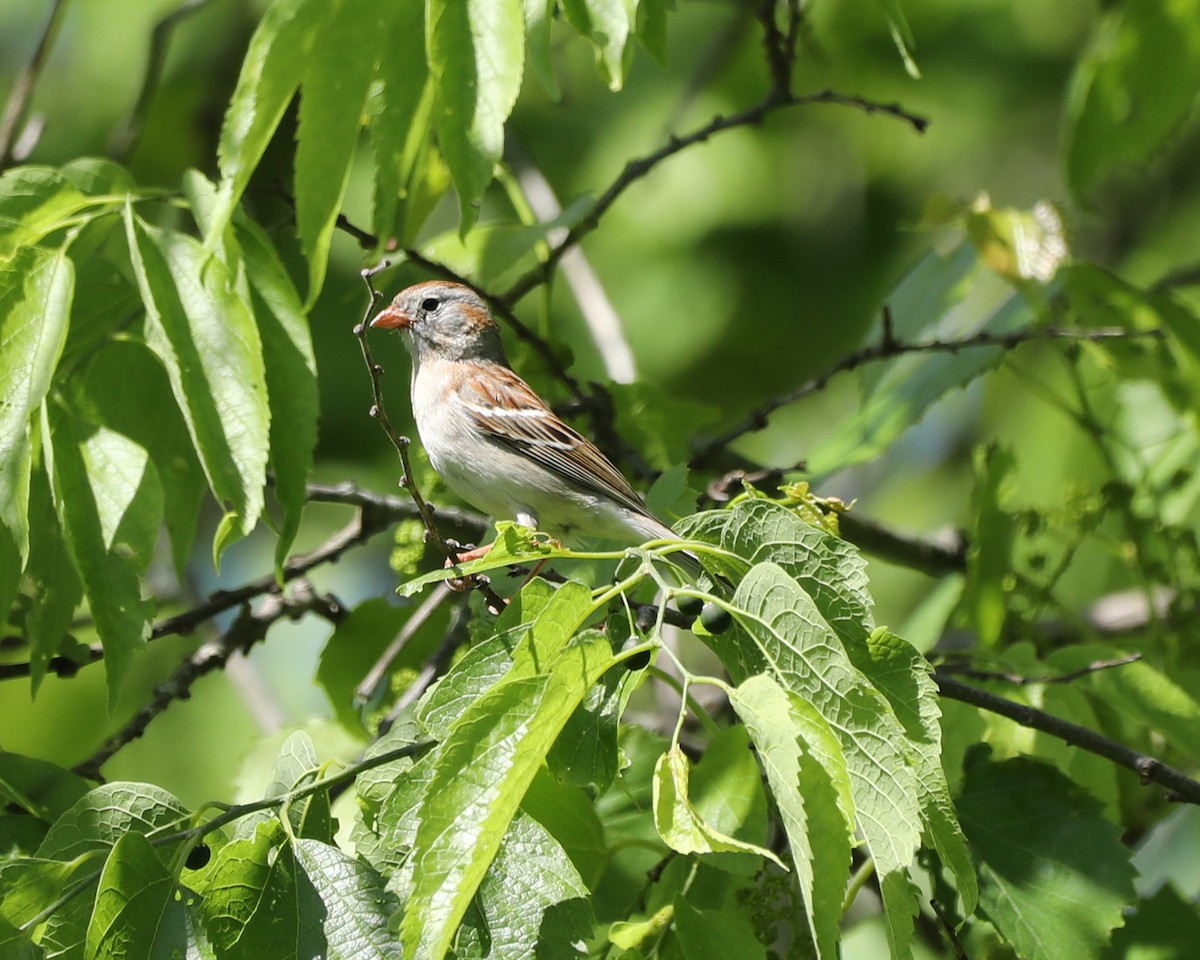 Field Sparrow - ML619055514