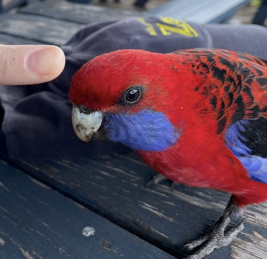 Crimson Rosella - ML619055517