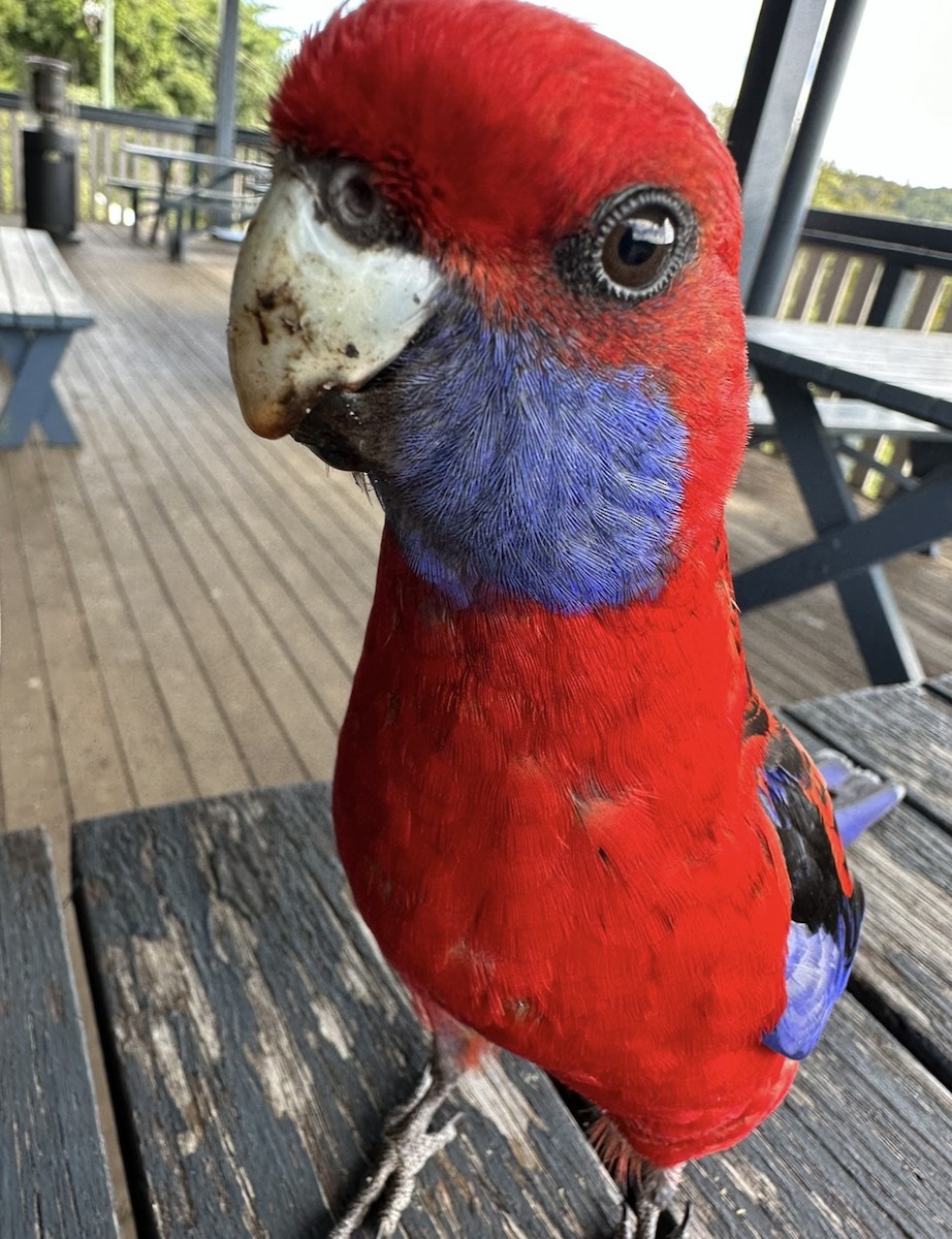 Crimson Rosella - ML619055518