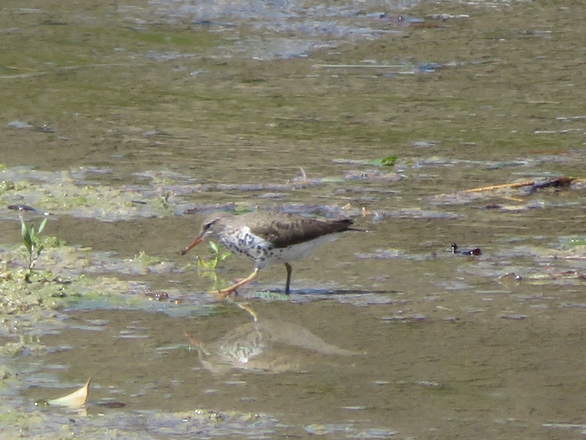 Spotted Sandpiper - ML619055528