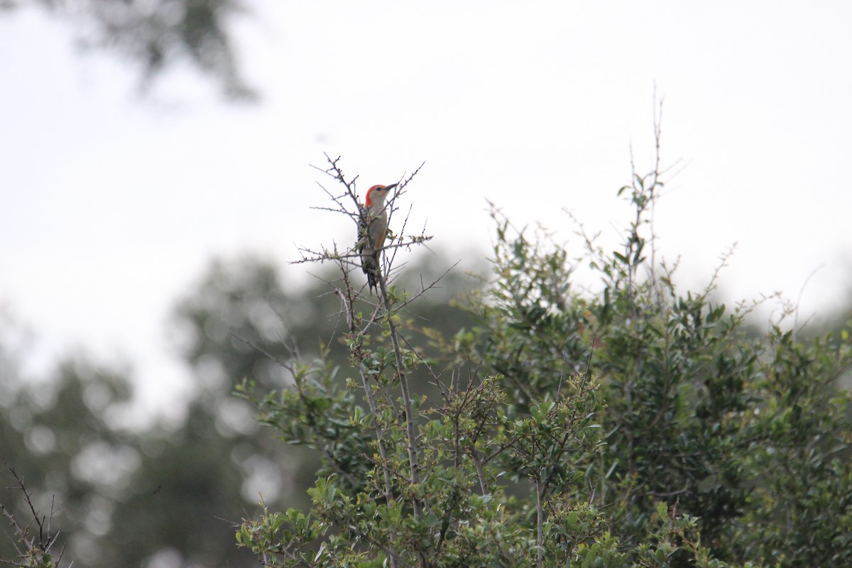 Red-bellied Woodpecker - Robert Mitchell