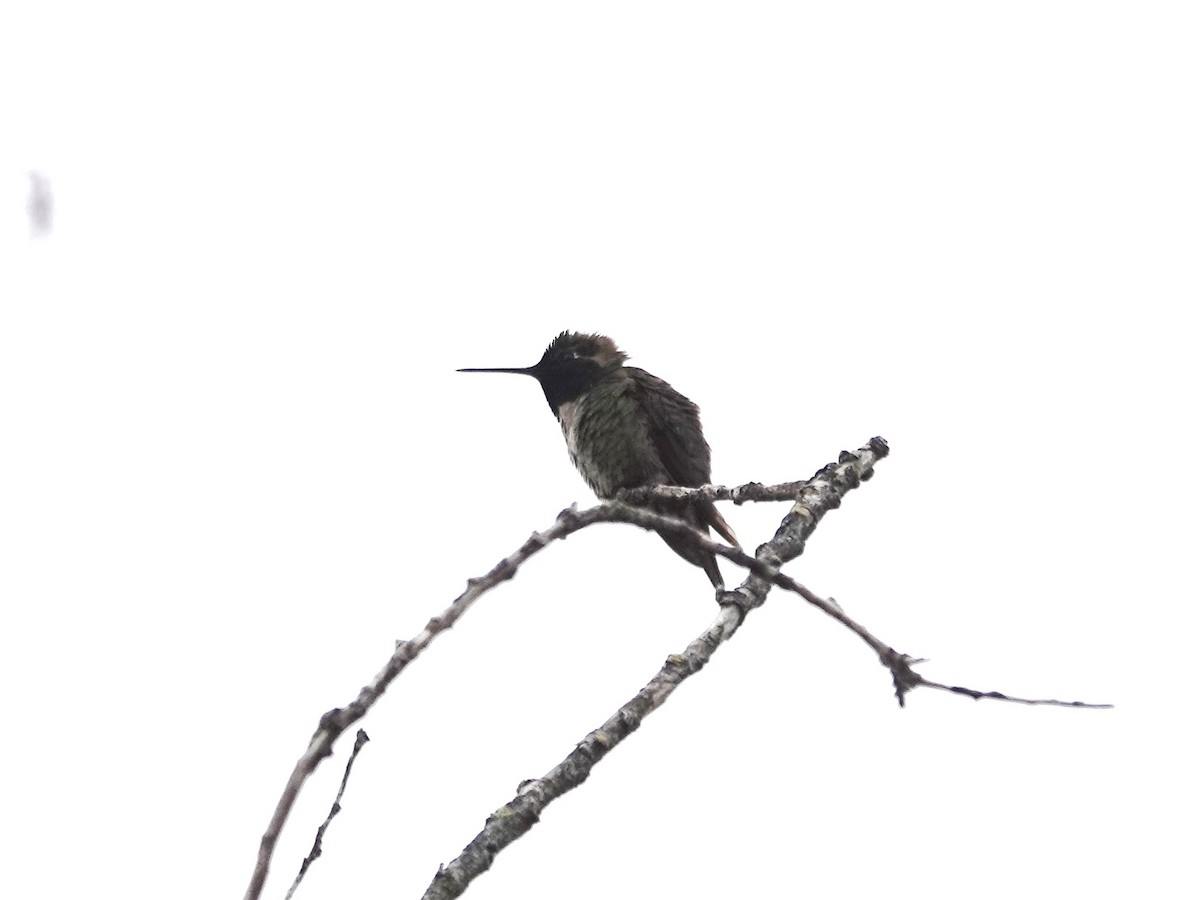 Anna's Hummingbird - Norman Uyeda