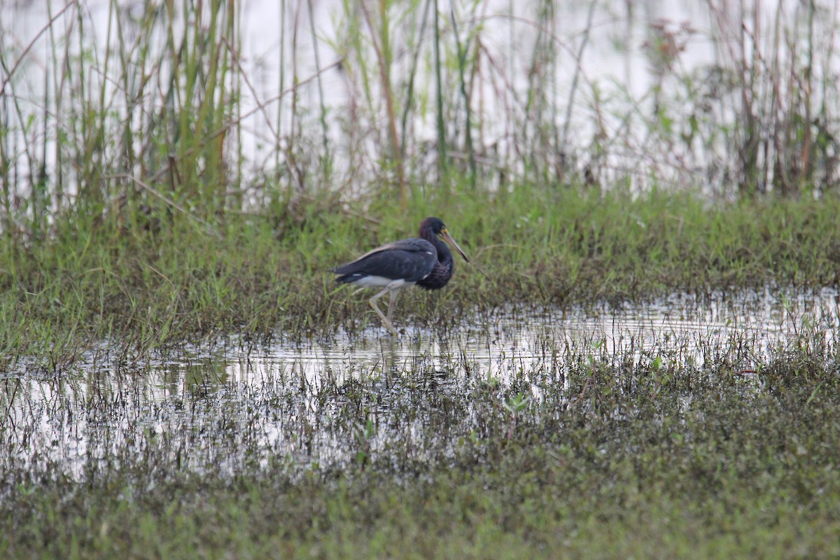 Tricolored Heron - ML619055543