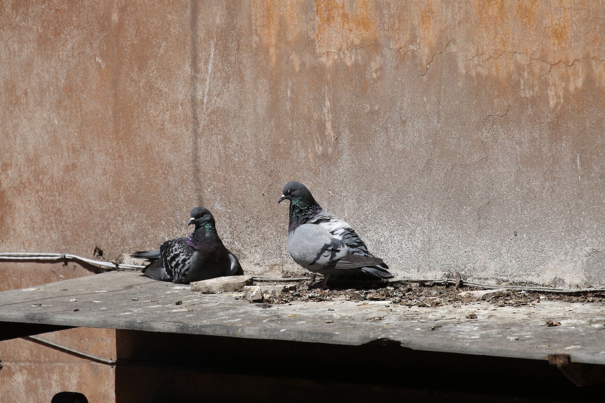 Rock Pigeon (Feral Pigeon) - Pranav Kumar