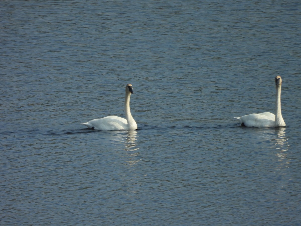 Trumpeter Swan - ML619055578