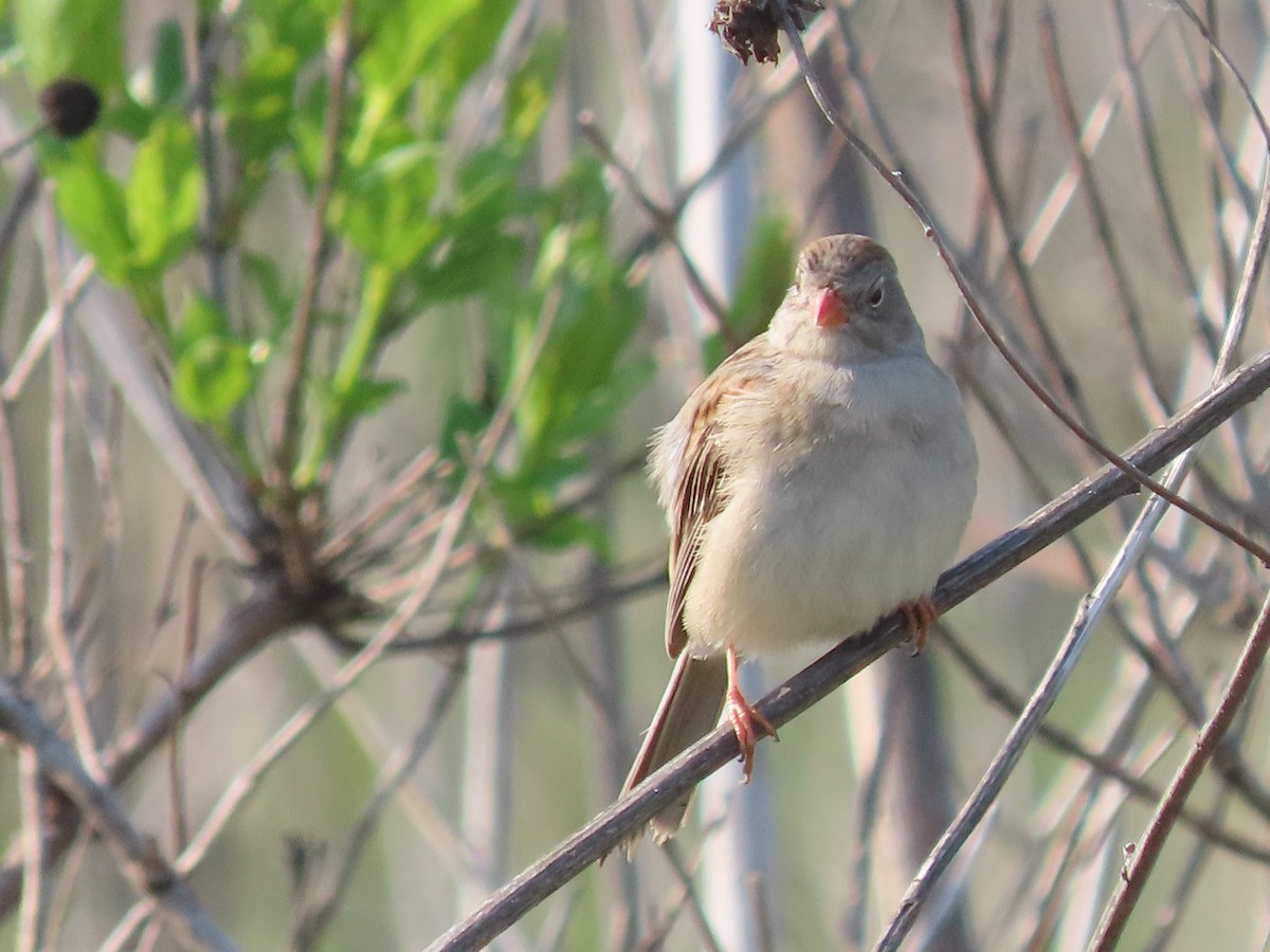 Field Sparrow - Dick Zerger