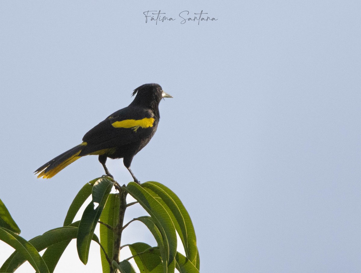 Yellow-winged Cacique - Fátima SantanaP