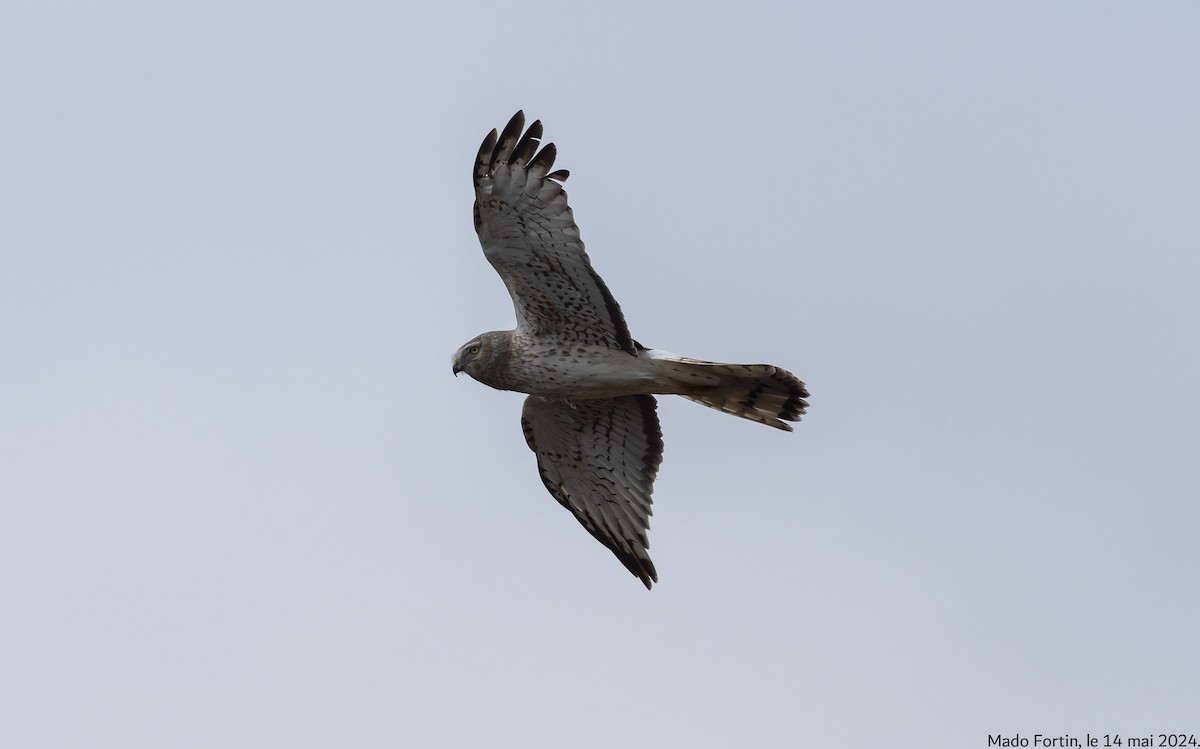 Northern Harrier - madeleine fortin