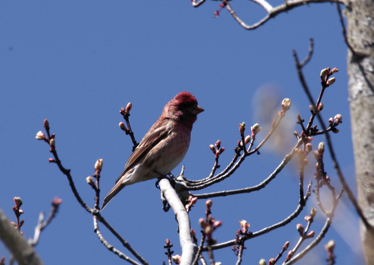 Purple Finch - ML619055619