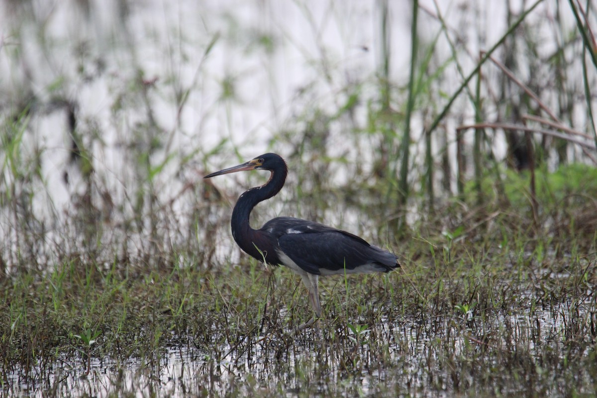 Tricolored Heron - ML619055623