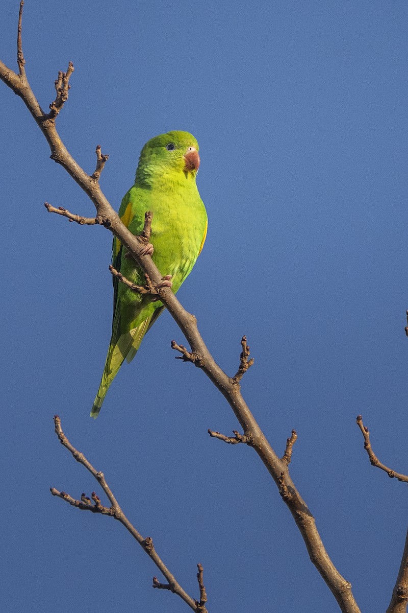 Yellow-chevroned Parakeet - ADRIAN GRILLI