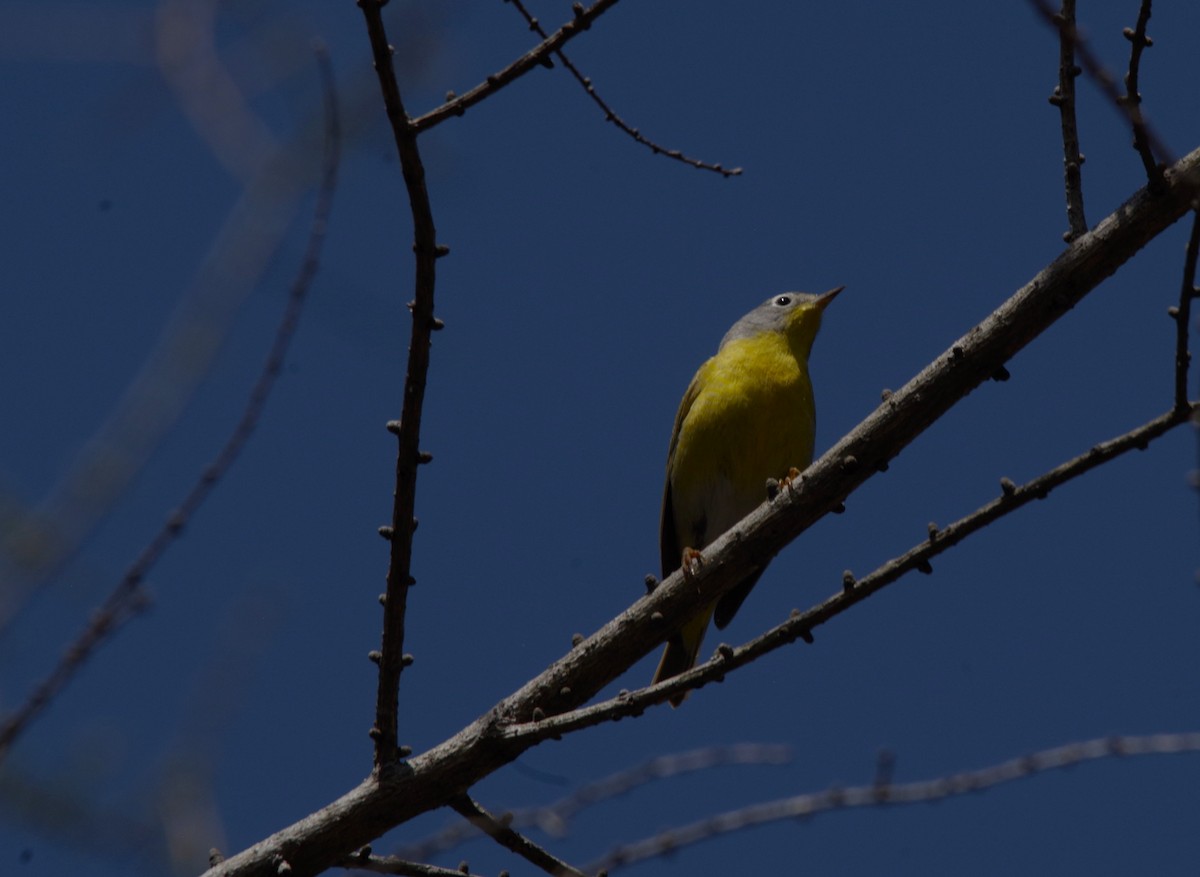 Nashville Warbler - Jeff Ogden