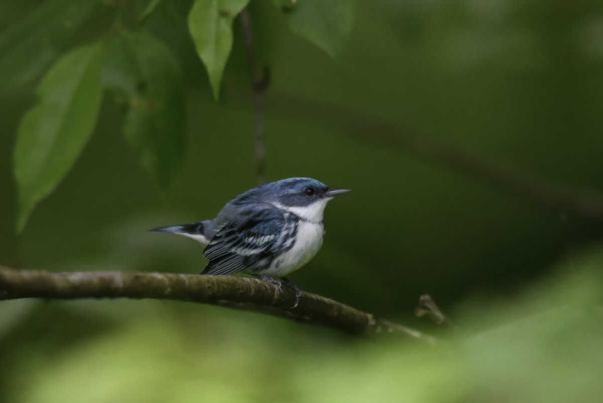 Cerulean Warbler - ML619055646