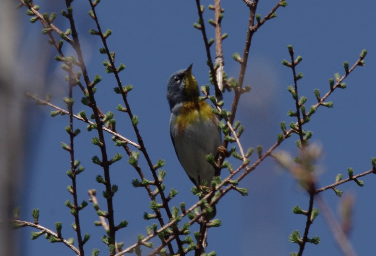 Northern Parula - Jeff Ogden