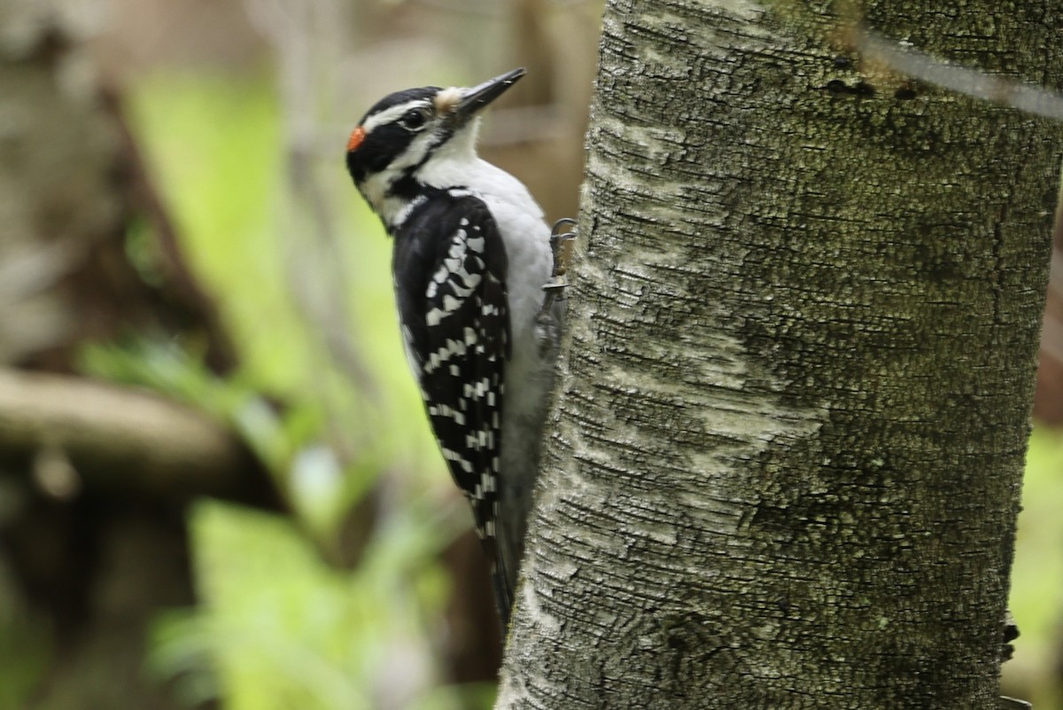 Hairy Woodpecker - Michael Bernard
