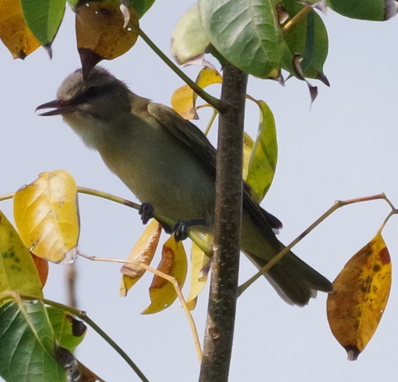 Black-whiskered Vireo - h rudy sawyer