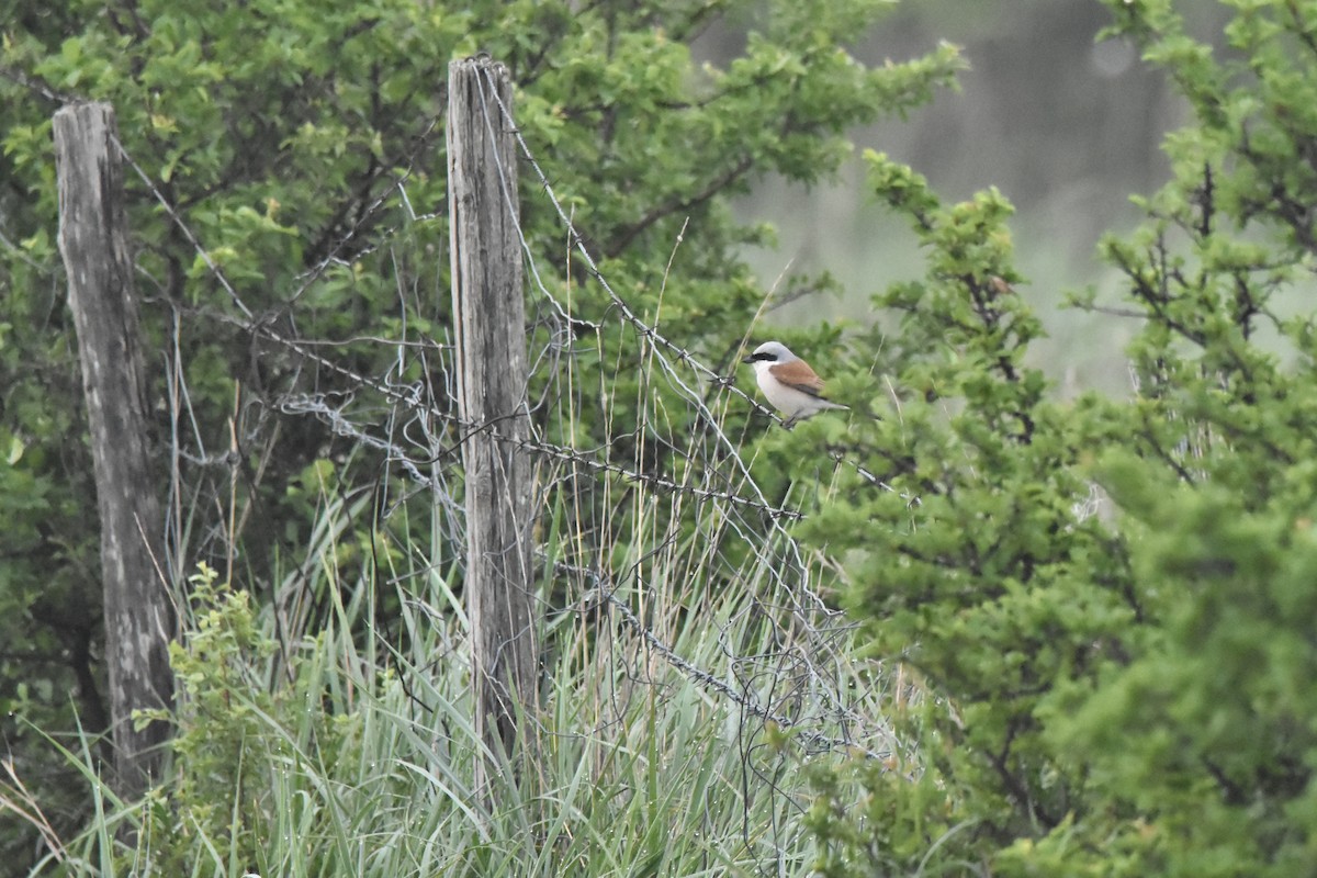 Red-backed Shrike - ML619055710