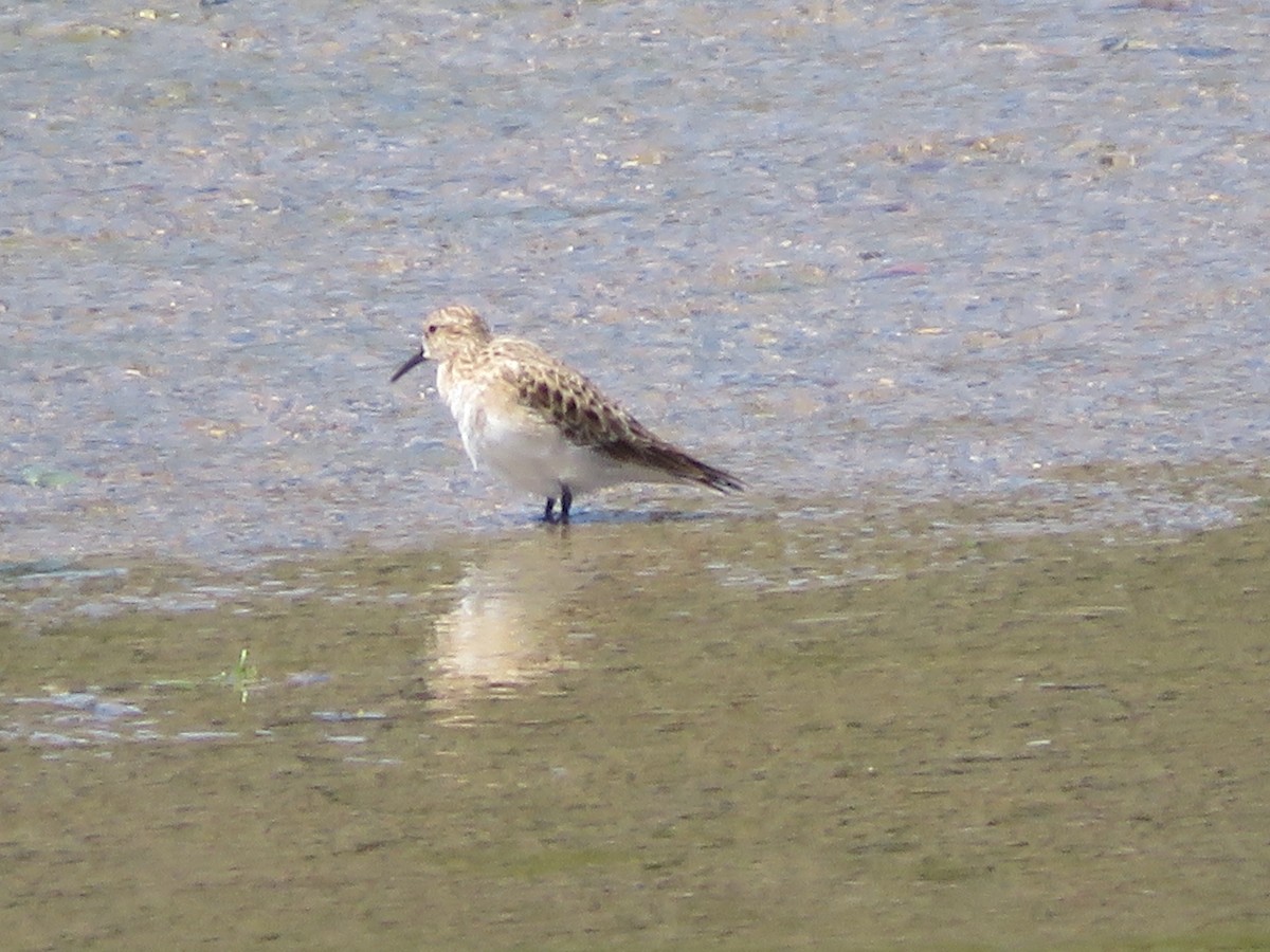 White-rumped Sandpiper - ML619055718