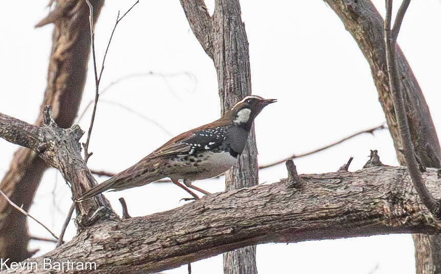 Spotted Quail-thrush - Kevin Bartram