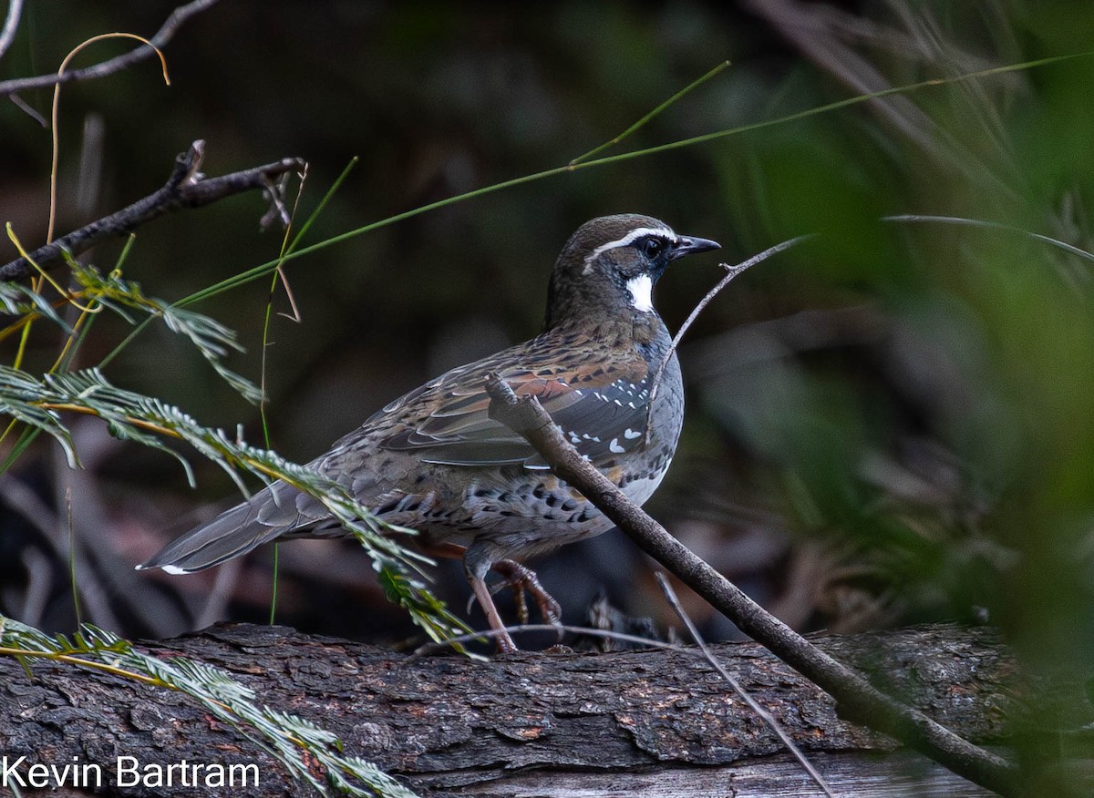 Spotted Quail-thrush - Kevin Bartram