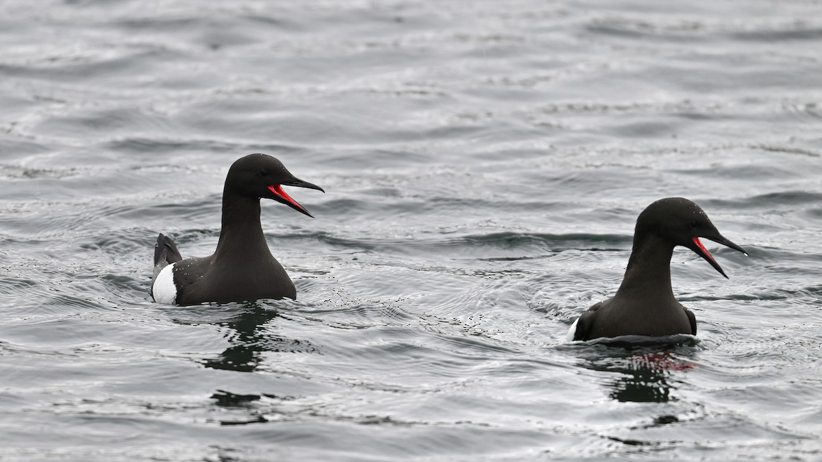 Black Guillemot - Soren Bentzen