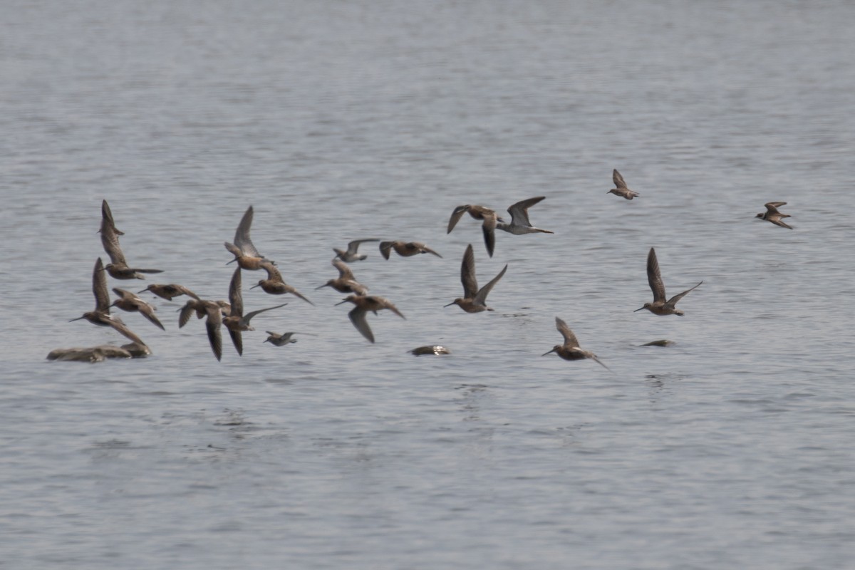 Short-billed Dowitcher - ML619055764