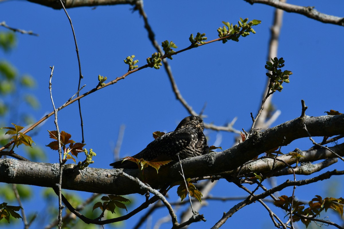 Common Nighthawk - Mike St.Pierre