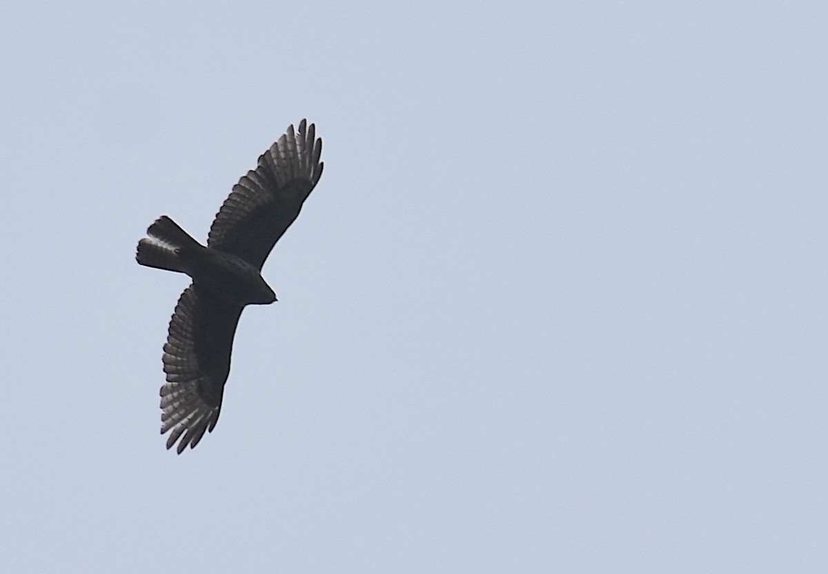 Broad-winged Hawk - ML619055790