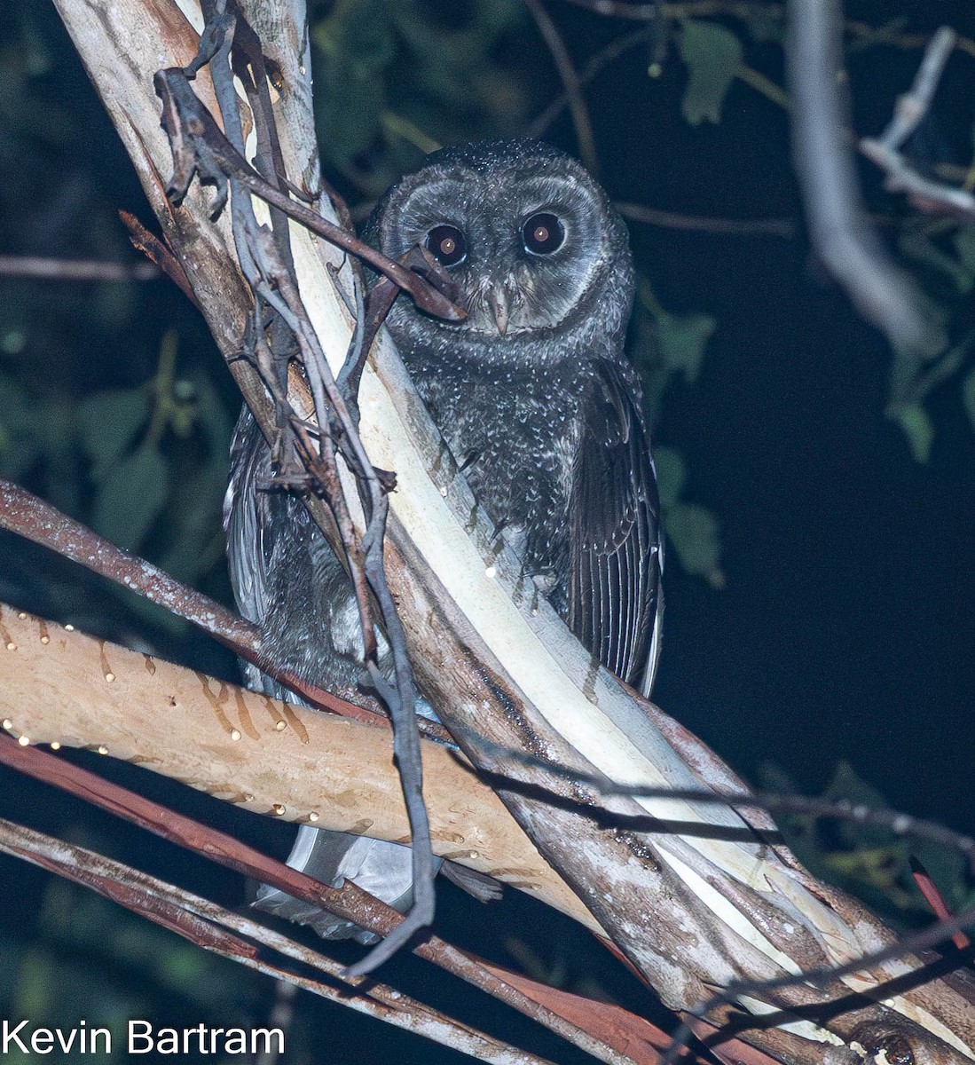 Sooty Owl (Greater) - Kevin Bartram