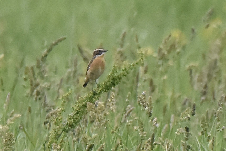 Whinchat - ML619055805