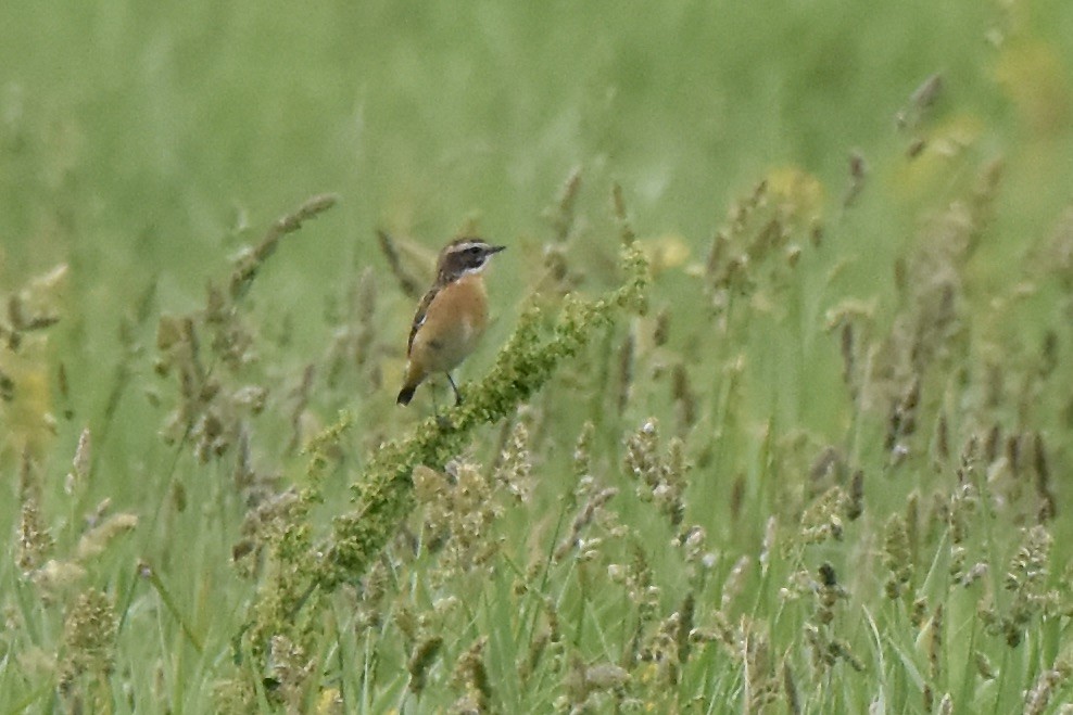 Whinchat - ML619055806