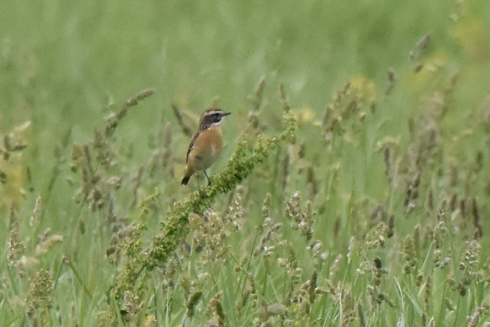 Braunkehlchen - ML619055806