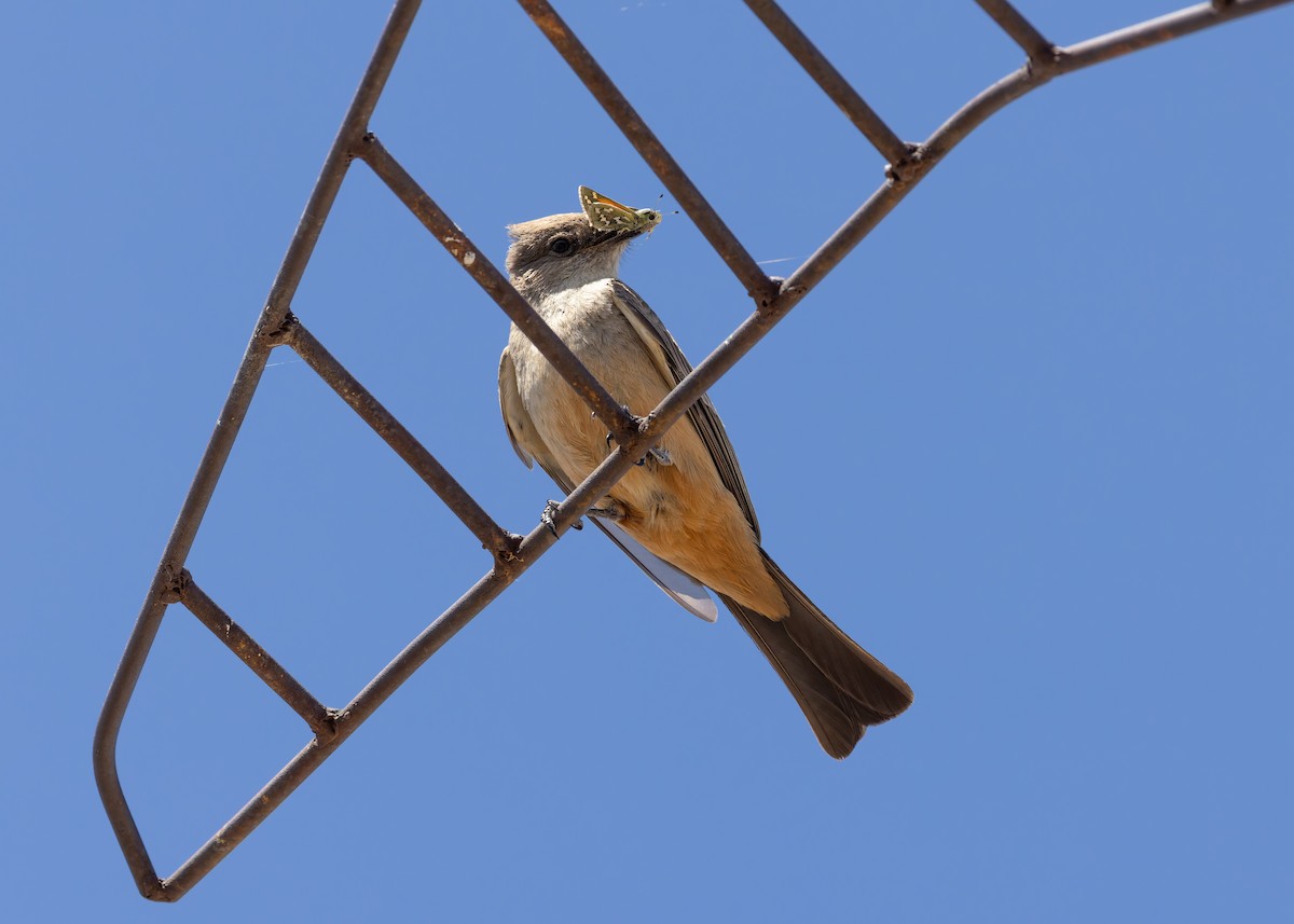 Say's Phoebe - Verlee Sanburg