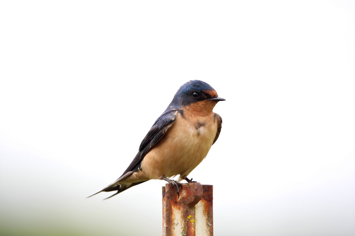 Barn Swallow - Hannah Cox