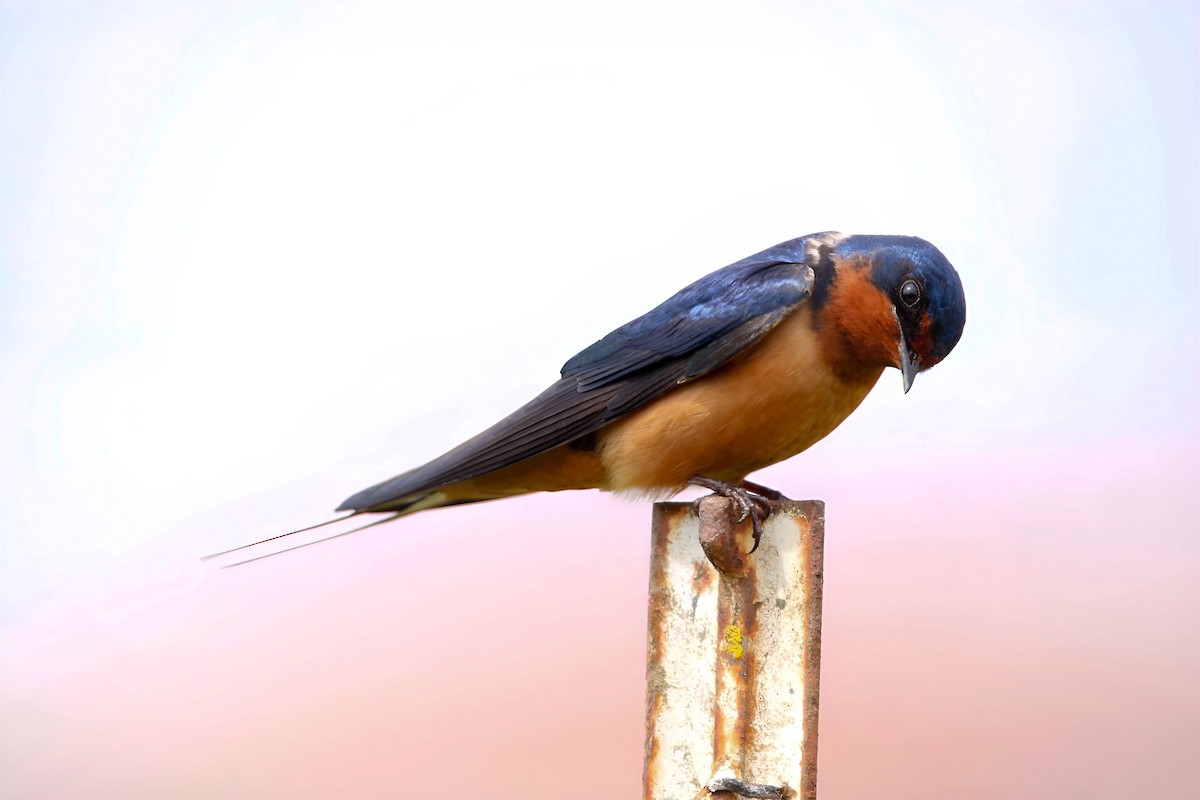 Barn Swallow - Hannah Cox