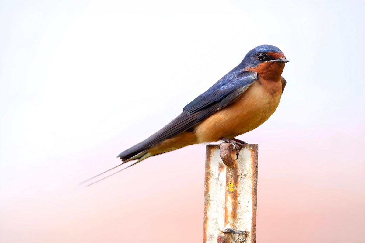 Barn Swallow - Hannah Cox